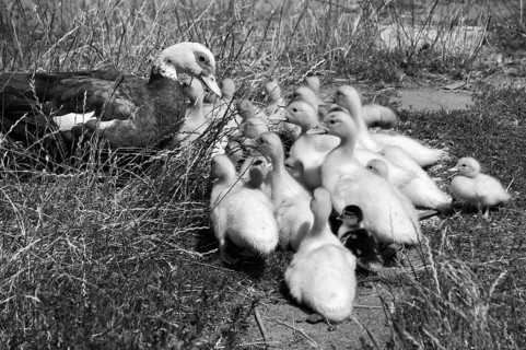 Muscovy duck (Cairina moschata) with its young in the grass on a farm, black and white, Eckental,
