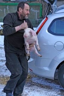 Farmer holding a piglet (Sus scrofa domesticus) in his arms, Tauchersreuth, Middle Franconia,