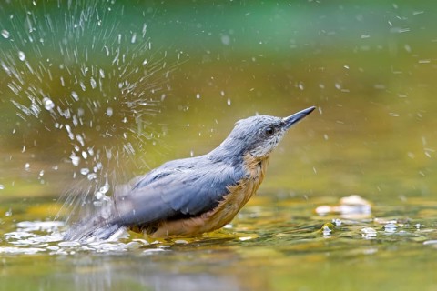 Nuthatch (Sitta europaea) bathing in the river and creating splashing water, vivid scene in natural