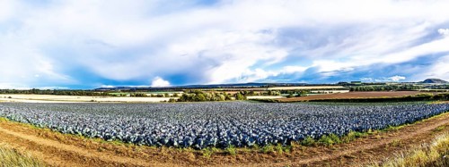 Red Cabbage on Scottish fields, Southeast Scotland, UK
