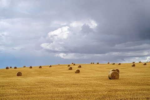 Straw bales on the Scottish fields, Southeast Scotland, UK