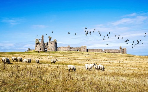 Sheeps around Ruins of Dunstanburgh Castle, Northumberland Coast, England, UK