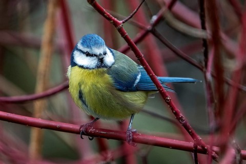 Blue tit (Cyanistes caeruleus), sitting on a branch, Baden-Württemberg, Germany