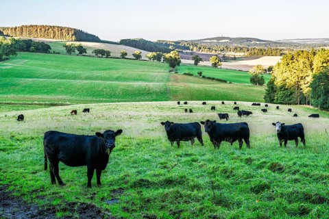 Bulls and Cows on Scottish Borders Farms, Scotland, UK