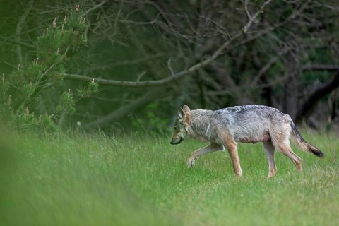 The wolf pheasant (Canis lupus) wanders into the dense pine forest, from later observations I know
