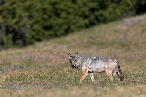 Not only the wolf fawn (Canis lupus) suffers from the heat in the morning, the photographer also