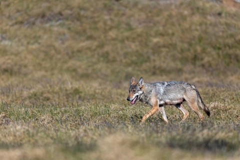 The heat is clearly causing the she-wolf (Canis lupus) problems, rearing her young, Denmark