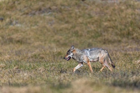 The behaviour of the wolf pheasant (Canis lupus) is comparable to that of the first encounter, this