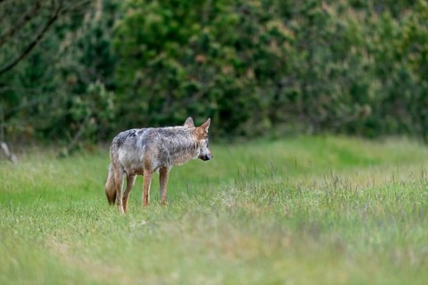 Once again the wolf pheasant (Canis lupus) looks back, I suspect she is waiting for her mate to