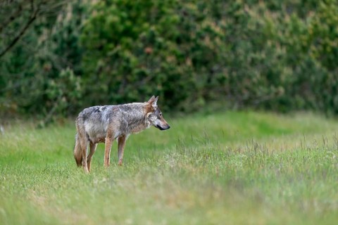 This photo clearly shows the mammary gland of the wolf pheasant (Canis lupus), rearing its young,