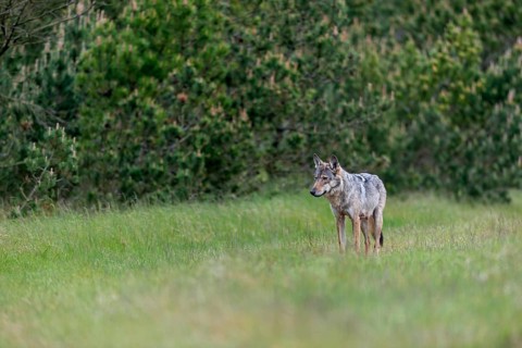 Based on the behaviour of the wolf fawn (Canis lupus), I suspect that the forest clearing is the