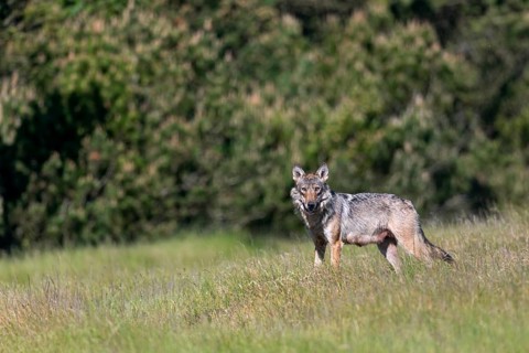 The shutter sound of the camera makes the wolf (Canis lupus) look in my direction, as it can't see