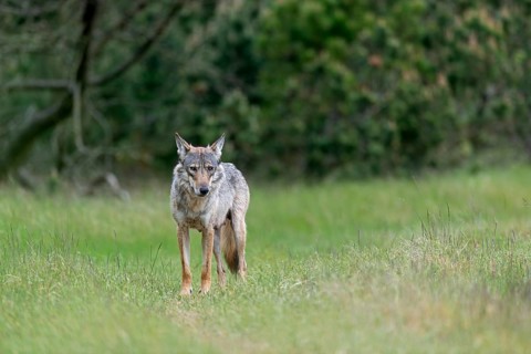 Raising pups is a stressful time for all animals, and this two-year-old wolf pheasant (Canis lupus)