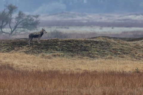 What might be going on in the mind of the wolf (Canis lupus) as it watches the pack of red deer