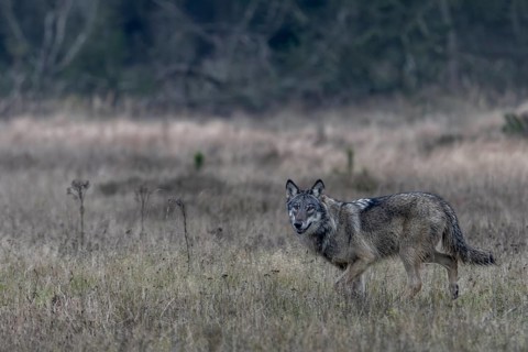 Encountering a wolf (Canis lupus) in the wild is always something special, shy, fearful, sceptical,