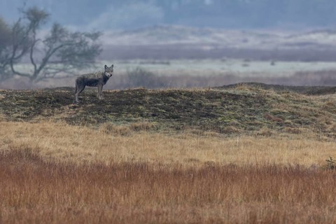The wolf (Canis lupus) assesses the situation in a relaxed manner, the red deer present watch him