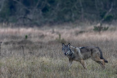 Only now do I realise what a beautiful, strong and impressive animal this wolf (Canis lupus) is,