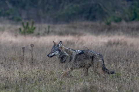 Slowly the wolf (Canis lupus) slows its pace, shy, fearful, sceptical, insecure, Denmark