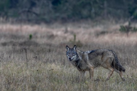 The wolf (Canis lupus) continues on its way at a moderate trot, shy, fearful, sceptical, insecure,