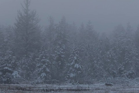 In a few minutes, dusk will fall and the wolf pup (Canis lupus) will be shrouded in darkness,