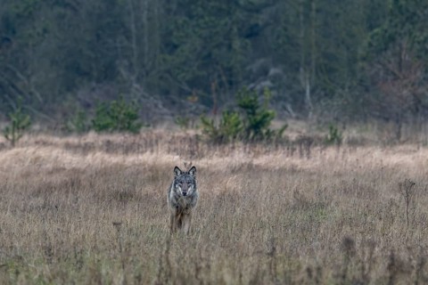 Sudden encounter with an old wolf (Canis lupus), I had hoped for wild boars, but this encounter