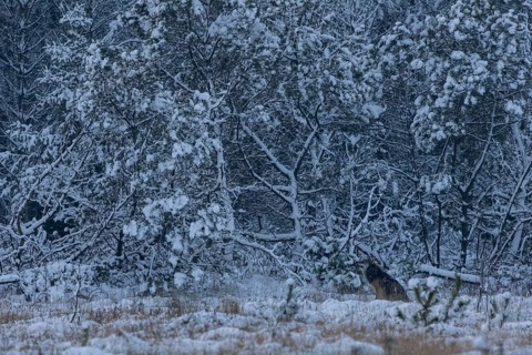Snow and cold are something completely new for the 8-month-old wolf pup (Canis lupus) and he seems