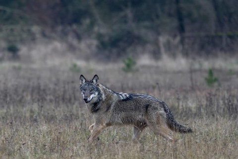 This wolf (Canis lupus) is one of the most beautiful specimens of this species that I have observed