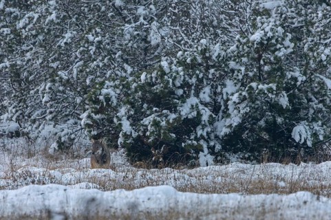 Mice exert a magical attraction on the 8-month-old wolf pup (Canis lupus), I cannot observe a