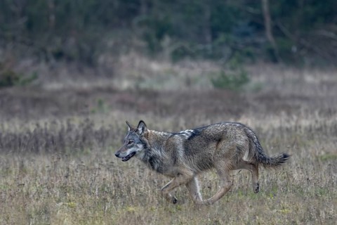 Running study of the wolf (Canis lupus) at a trot, shy, anxious, sceptical, insecure, Denmark