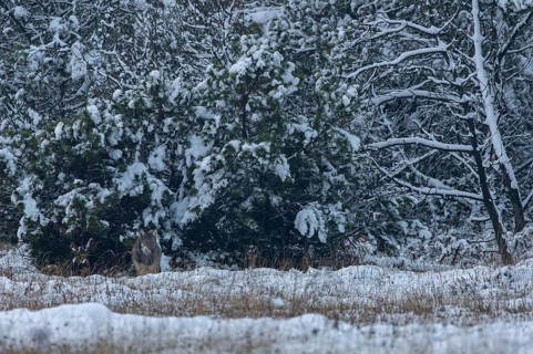 An 8-month-old wolf pup (Canis lupus) appears in a wintry ambience in a clearing in the forest,