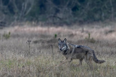 The wolf (Canis lupus) has certainly noticed something, its gaze reveals that it does not know