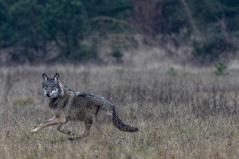 One last look from the wolf (Canis lupus) and a short time later it has disappeared into the