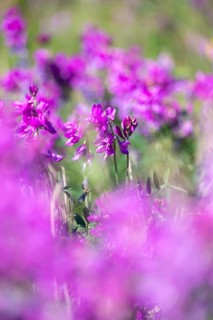 Alpine sweet clover (Hedysarum alpinum) also known as Eskima potato or bear's root, purple flowers,