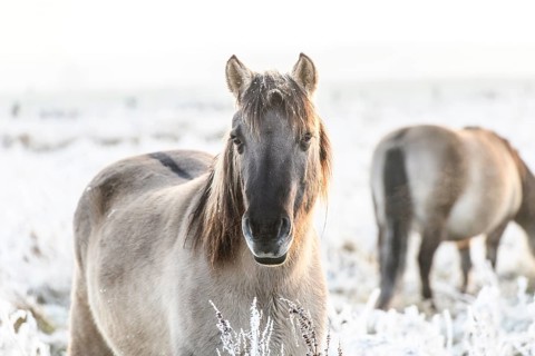 Horse in the foreground on a frosty pasture in diffuse light, Konik, Konik horse, Konik pony (Equus