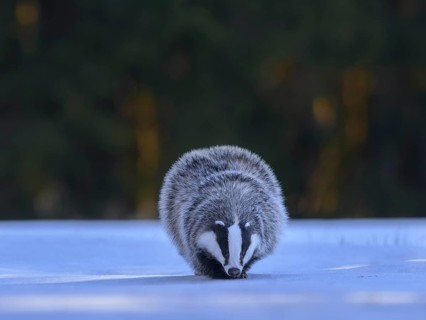 European badger (Meles meles), foraging in a snowy landscape in the last light, Swabian Alb