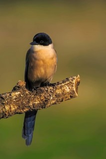Azure-winged Magpie (Cyanopica cyana) on a cork oak branch, Castilla-La Mancha, Spain