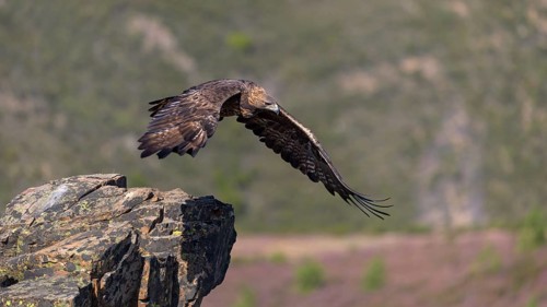 Golden eagle (Aquila chrysaetos), male, Tercel taking off from a lichen-covered rock, flight,