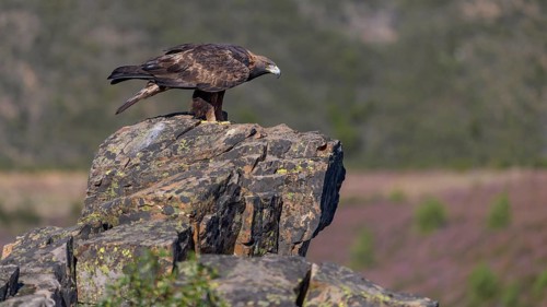 Golden eagle (Aquila chrysaetos), female on a lichen-covered rock, habitat, Extremadura, Spain