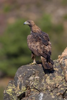 Golden eagle (Aquila chrysaetos), male, Tercel on a lichen-covered rock, Extremadura, Spain