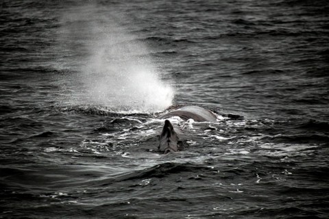 Sperm whale observed during a whale watching trip near Andenes, Vesterålen, Norway