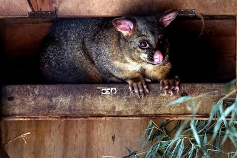 Possum in a wooden hideaway at Wilson Bay Farm, Wilson Bay Farm, New Zealand
