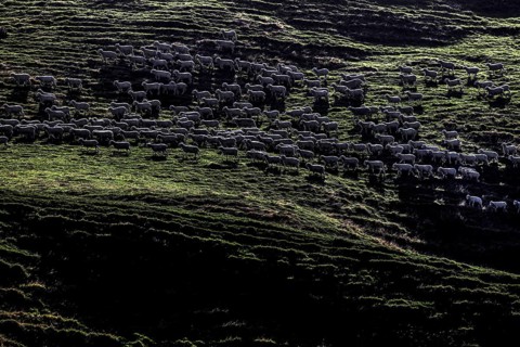 Grazing sheep in a meadow near Wharariki Beach, Wharariki Beach, New Zealand
