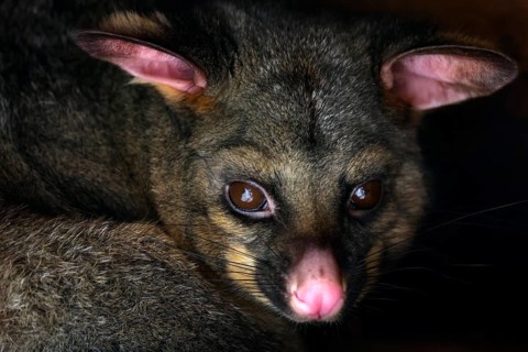 Close-up of a possum with expressive eyes at Wilson Bay Farm, zero