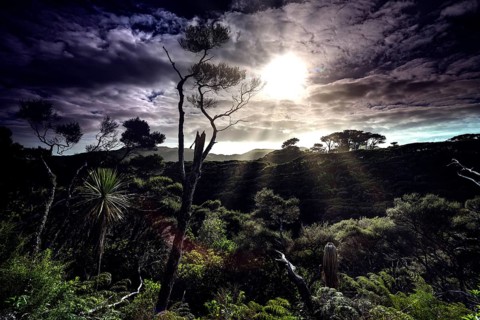 Dramatic landscape with trees and penetrating sunlight on Wharariki Beach, Wharariki Beach, New