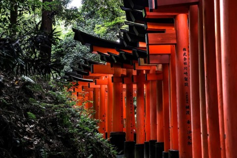 Wooded torii avenue at Fushimi Inari Shrine, Kyoto, Japan