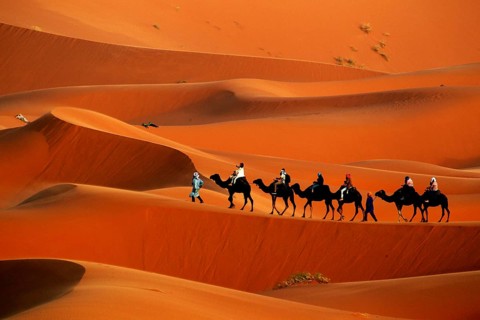 Camel caravan moves through the breathtaking sand dunes of Erg Chebbi in warm sunlight, Erg Chebbi,