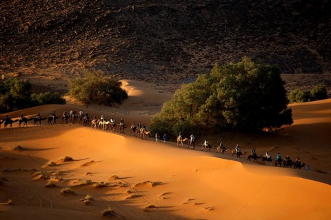 A camel caravan wanders through the sand dunes, illuminated by the low sun, Erg Chebbi, Morocco