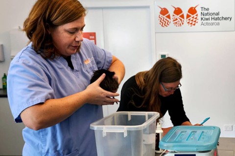 A woman keeps a kiwi chick in a laboratory while another person works in the background, Rotorua,