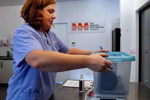 A woman looks after a kiwi chick in a blue container in a laboratory in Rotorua, Rotorua, Bay of