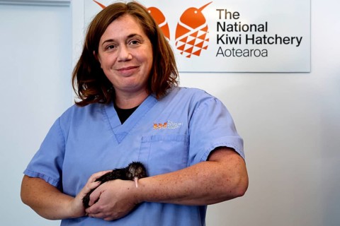 Woman in blue apron carefully holding a small kiwi chick, Rotorua, Bay of Plenty, New Zealand